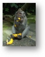 Bali-Indonesia-Ubud-Monkey-Forest