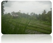 Rice paddies, Lovina