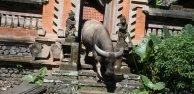 Der Westen Balis