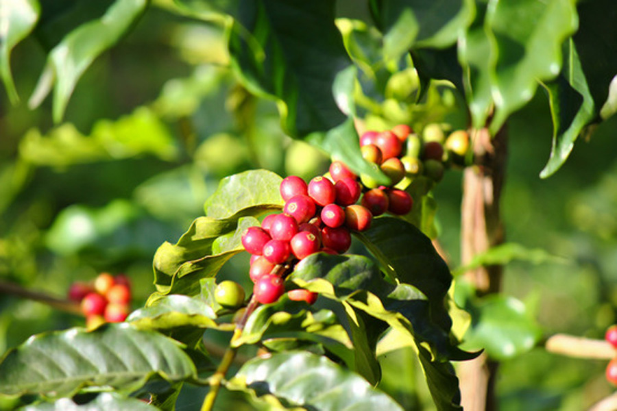 Kaffeebeeren