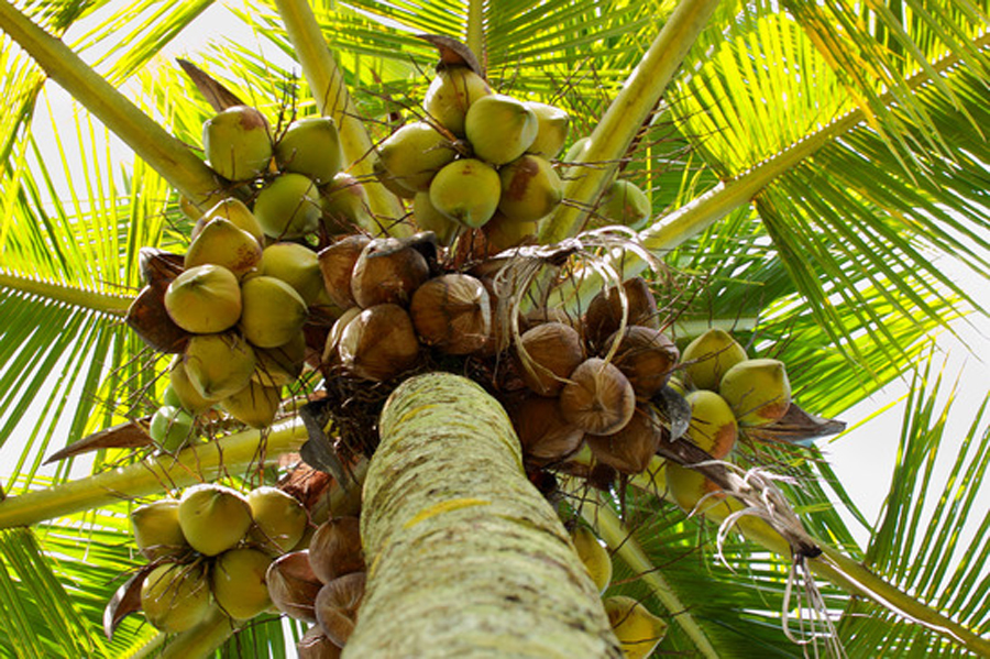kokosnuesse-am-strand