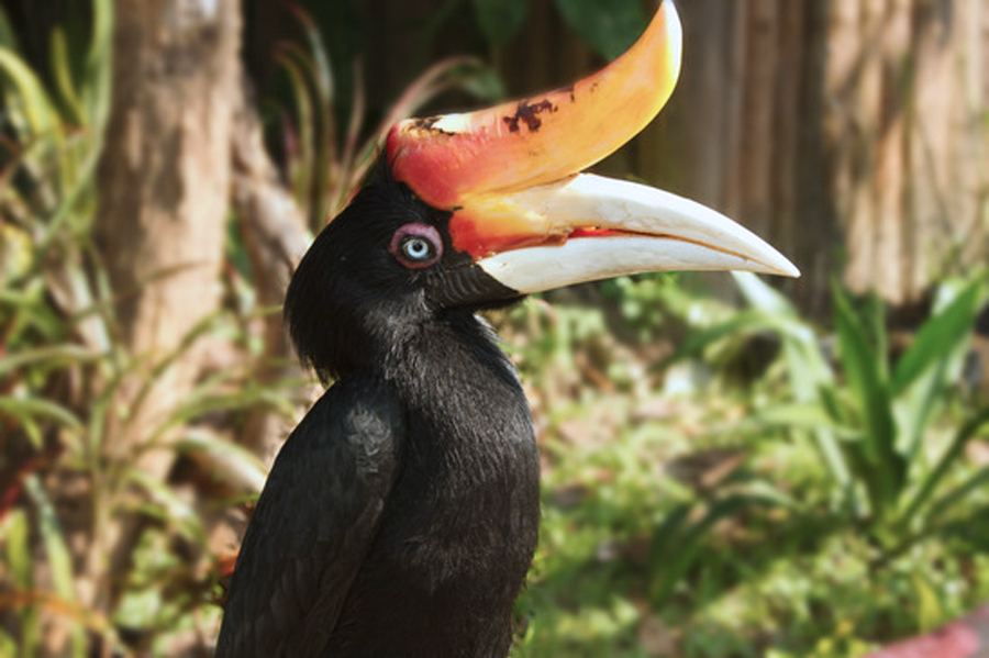 Nashornvogel